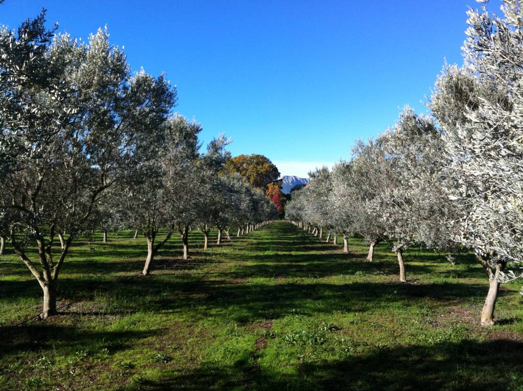 L'Olivaie - AOP Huile d'Olive de Provence
