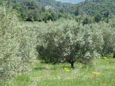 EARL Vallon de l’Allamande