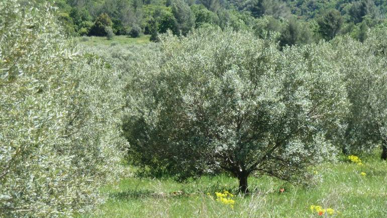 EARL Vallon de l&rsquo;Allamande